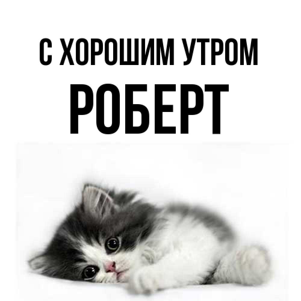 Открытка на каждый день с именем, Роберт С хорошим утром кот лапки Прикольная открытка с пожеланием онлайн скачать бесплатно 