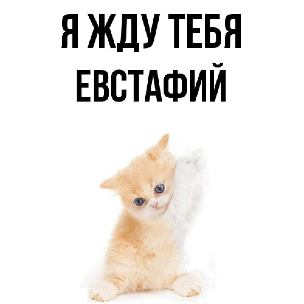 Открытка на каждый день с именем, Евстафий Я жду тебя зверушки и милота Прикольная открытка с пожеланием онлайн скачать бесплатно 
