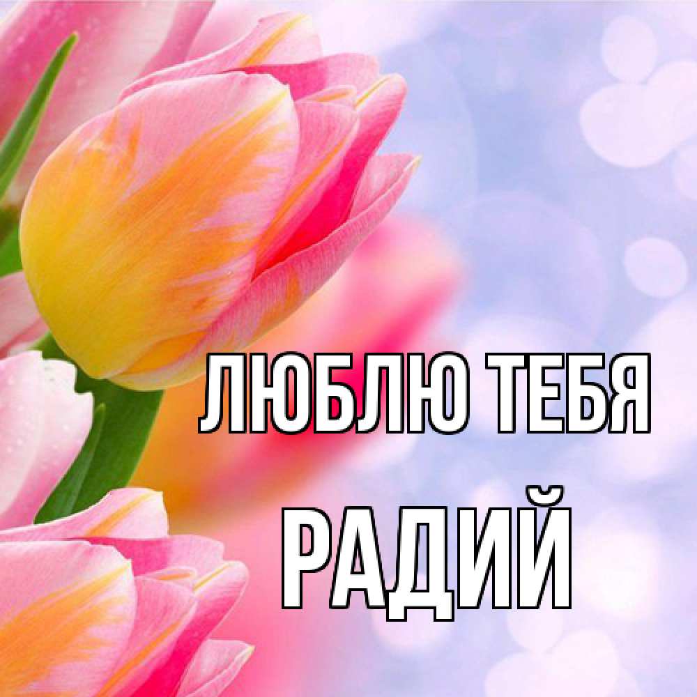 Открытка на каждый день с именем, Радий Люблю тебя тюльпаны 2 Прикольная открытка с пожеланием онлайн скачать бесплатно 