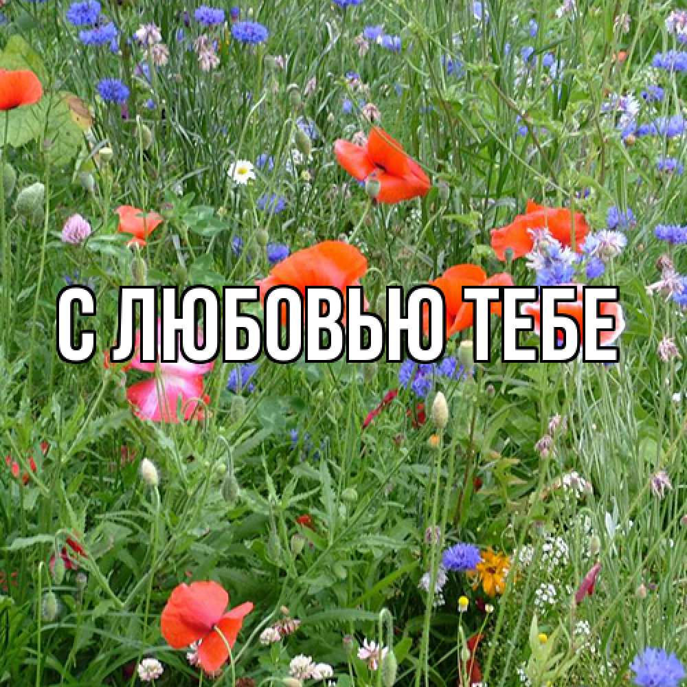 Открытка на каждый день с именем, Жан Люблю тебя международный женский день 4 Прикольная открытка с пожеланием онлайн скачать бесплатно 