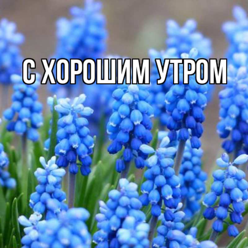 Картинка Люблю тебя, Иван