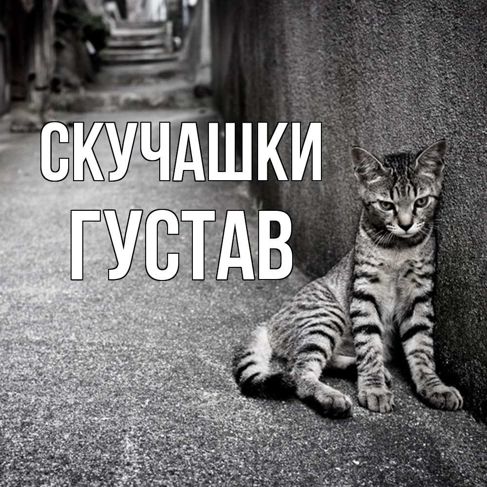 Открытка на каждый день с именем, Густав Скучашки одиноко котику Прикольная открытка с пожеланием онлайн скачать бесплатно 