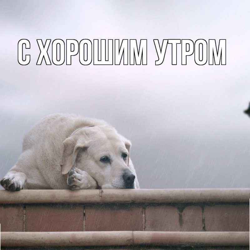 Картинка Скучашки, Катюша