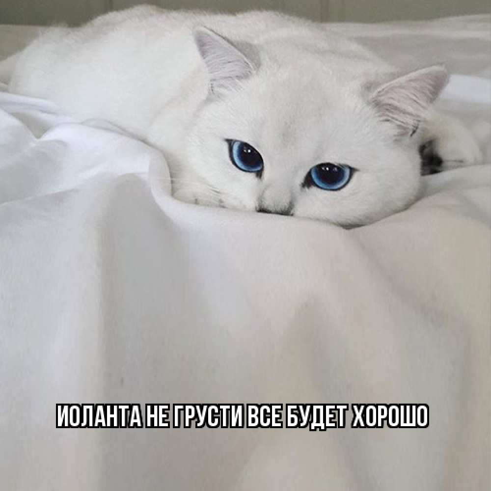 Открытка на каждый день с именем, Иоланта Не грусти все будет хорошо белый кот с голубыми глазами на белоснежной кровати Прикольная открытка с пожеланием онлайн скачать бесплатно 