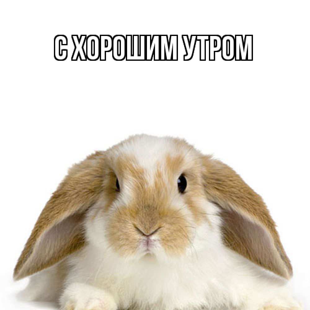 Открытка на каждый день с именем, Шакира Как дела с животными Прикольная открытка с пожеланием онлайн скачать бесплатно 