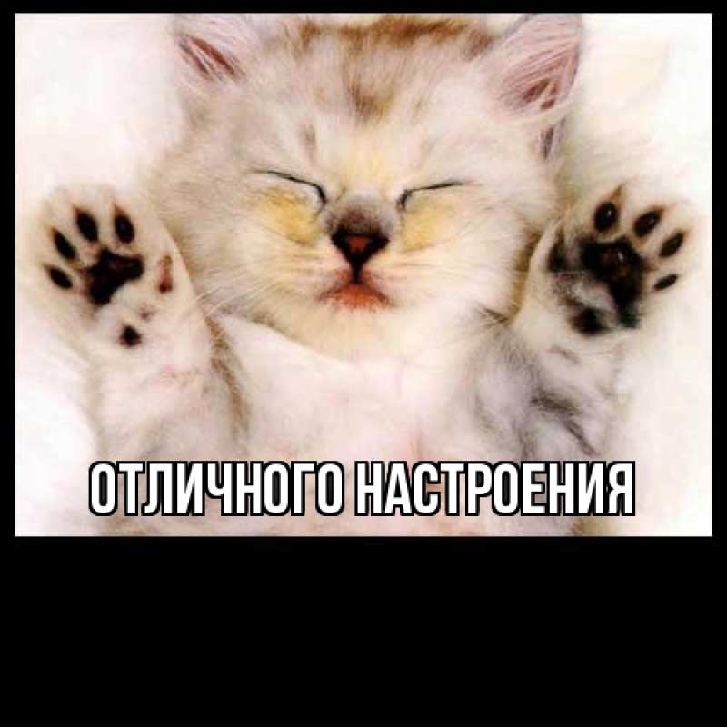 Картинка Большое спасибо, Фима