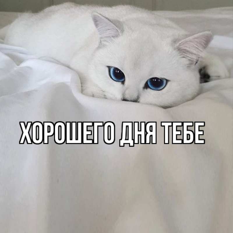 Картинка Я жду тебя, Теодор