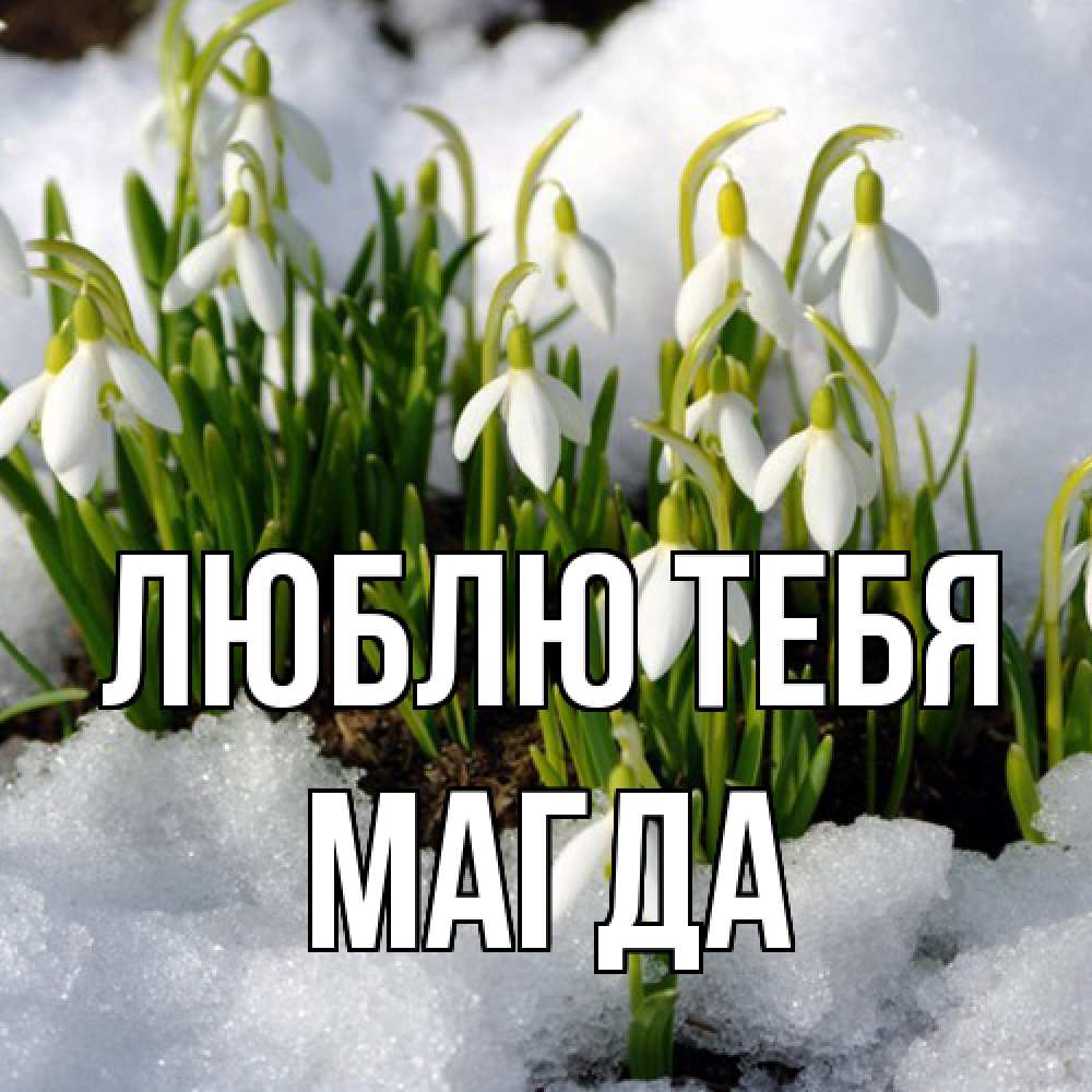 Открытка на каждый день с именем, Магда Люблю тебя цветы весенние Прикольная открытка с пожеланием онлайн скачать бесплатно 