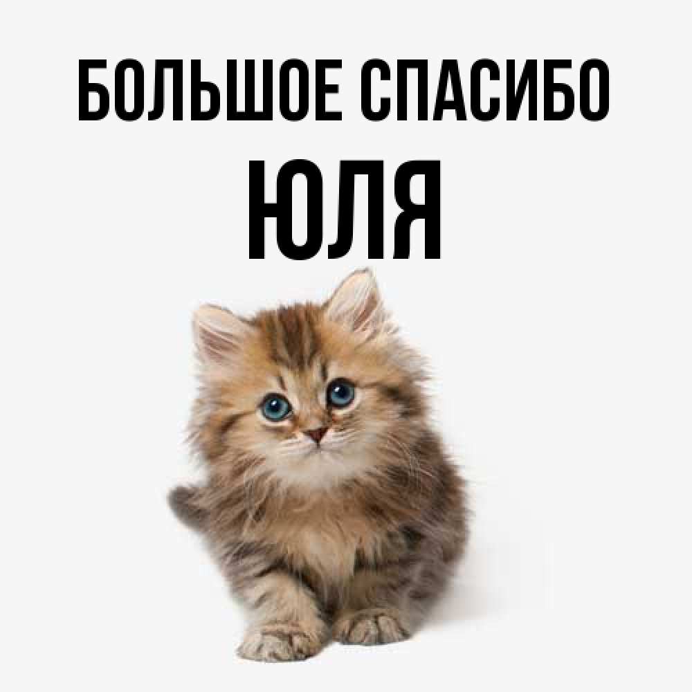 Открытка на каждый день с именем, Юля Большое спасибо пушистый котик Прикольная открытка с пожеланием онлайн скачать бесплатно 