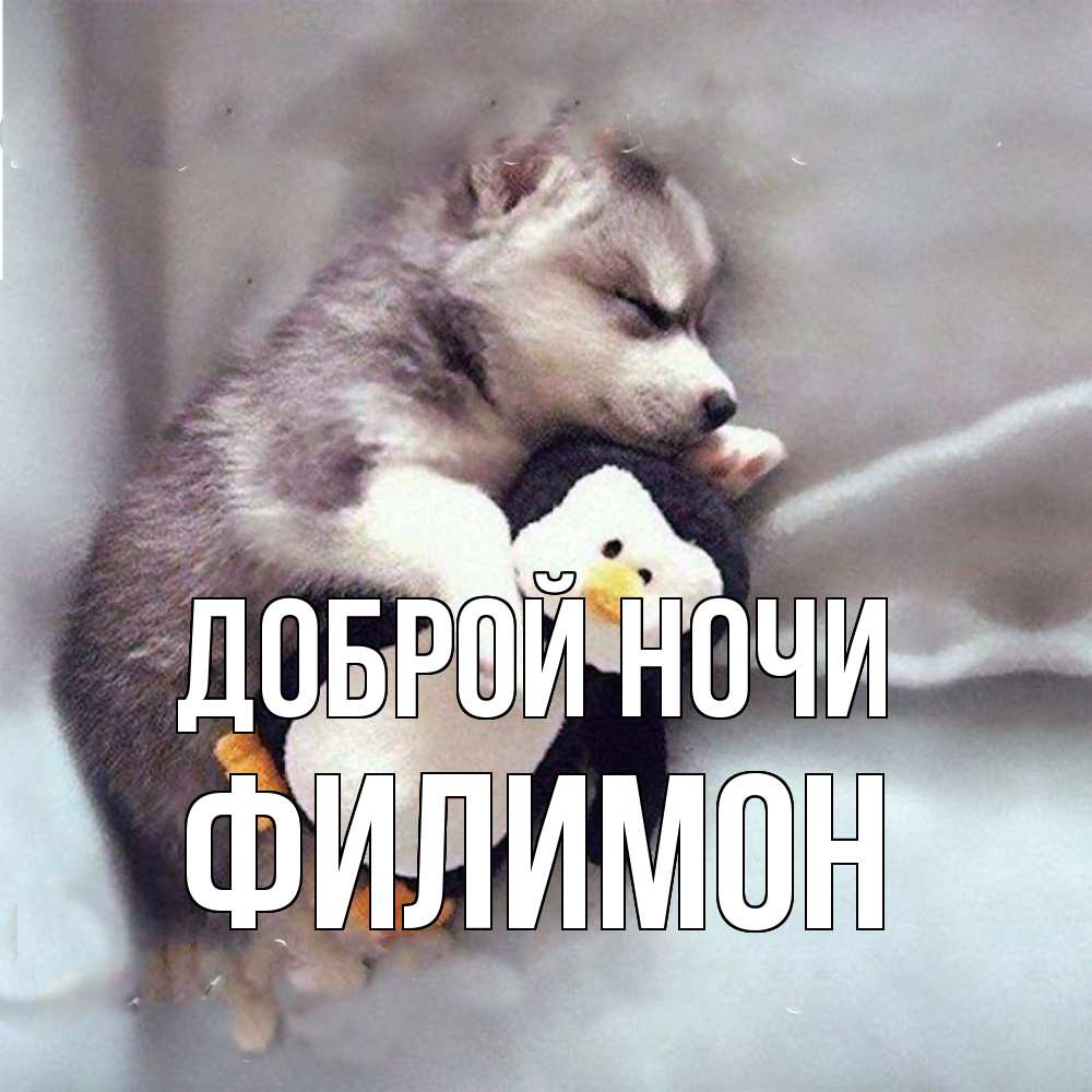 Открытка на каждый день с именем, Филимон Доброй ночи обнимашки щенка и пингвина Прикольная открытка с пожеланием онлайн скачать бесплатно 