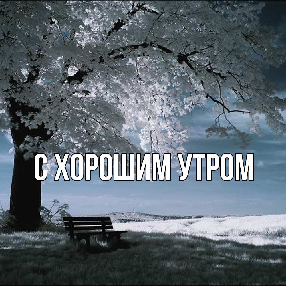 Открытка на каждый день с именем, Тамаз Обнимашки дерево Прикольная открытка с пожеланием онлайн скачать бесплатно 