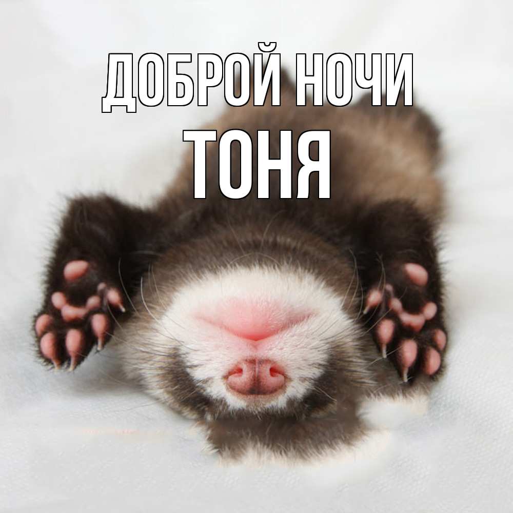 Открытка на каждый день с именем, Тоня Доброй ночи зверек Прикольная открытка с пожеланием онлайн скачать бесплатно 