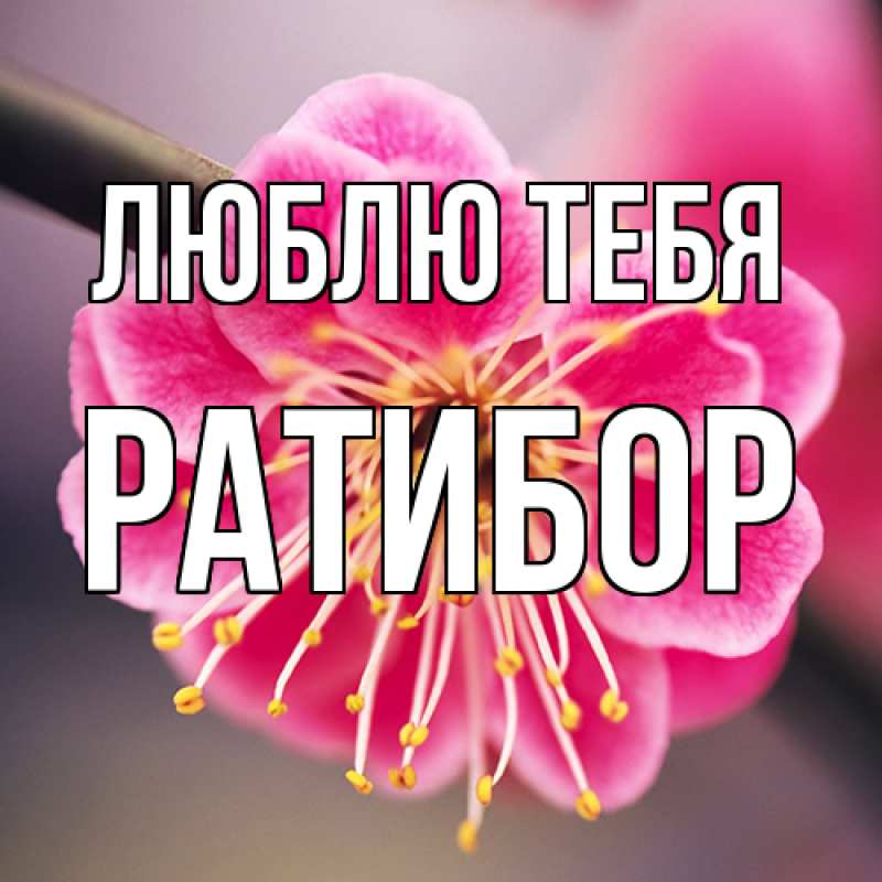 Картинка Люблю тебя, Ратибор