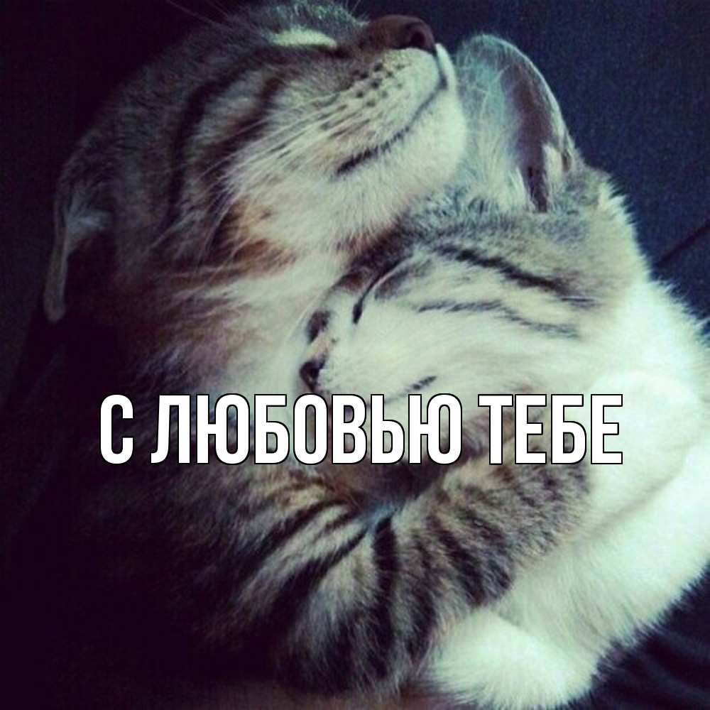 Открытка на каждый день с именем, Толя Обнимашки полосатики Прикольная открытка с пожеланием онлайн скачать бесплатно 