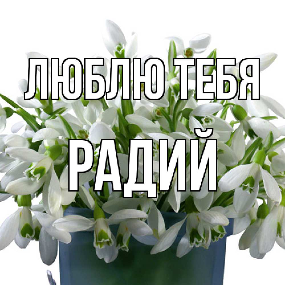 Открытка на каждый день с именем, Радий Люблю тебя цветы к международному женскому дню Прикольная открытка с пожеланием онлайн скачать бесплатно 