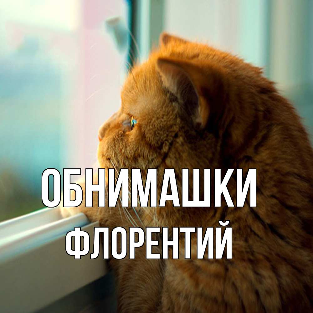 Открытка на каждый день с именем, Флорентий Обнимашки большой огромный рыжий котяра Прикольная открытка с пожеланием онлайн скачать бесплатно 