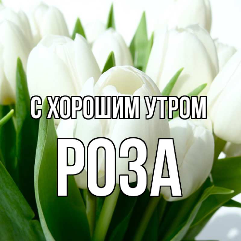 Картинка С хорошим утром, Роза