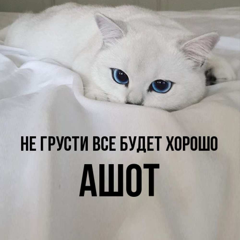Открытка на каждый день с именем, Ашот Не грусти все будет хорошо Голубоглазая кошка Прикольная открытка с пожеланием онлайн скачать бесплатно 
