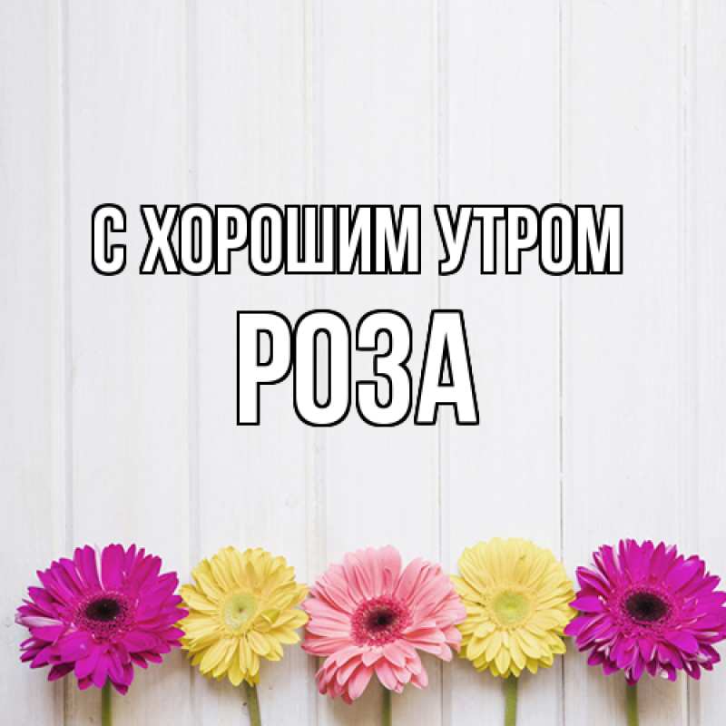Картинка С хорошим утром, Роза