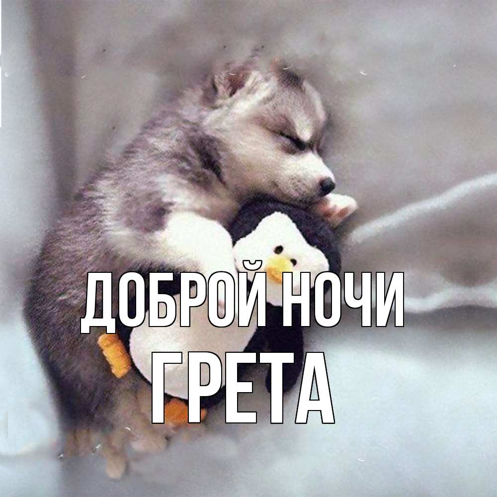 Открытка на каждый день с именем, Грета Доброй ночи обнимашки щенка и пингвина Прикольная открытка с пожеланием онлайн скачать бесплатно 