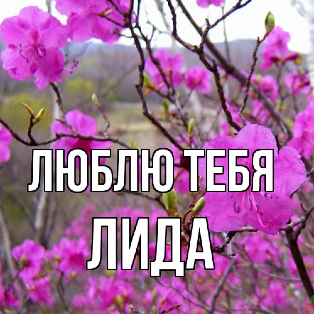Открытка на каждый день с именем, Лида Люблю тебя международный женский день Прикольная открытка с пожеланием онлайн скачать бесплатно 