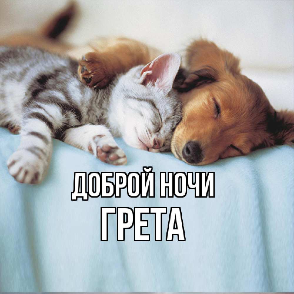 Открытка на каждый день с именем, Грета Доброй ночи с животными Прикольная открытка с пожеланием онлайн скачать бесплатно 