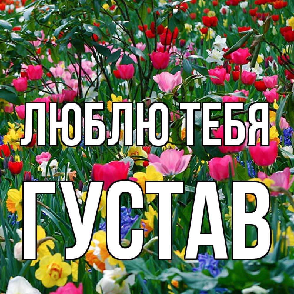 Открытка на каждый день с именем, Густав Люблю тебя с международным женским днем поздравления для женщины Прикольная открытка с пожеланием онлайн скачать бесплатно 