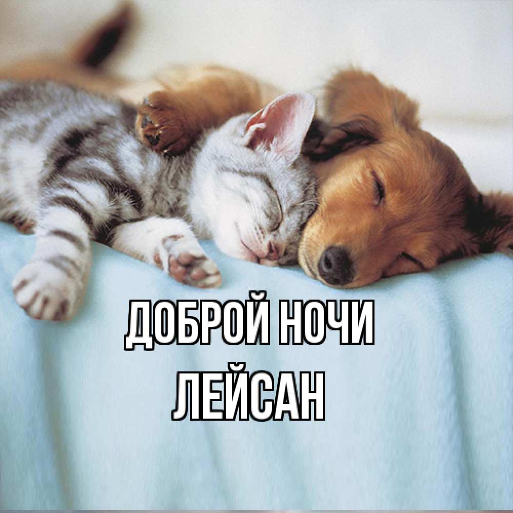 Открытка на каждый день с именем, Лейсан Доброй ночи с животными Прикольная открытка с пожеланием онлайн скачать бесплатно 