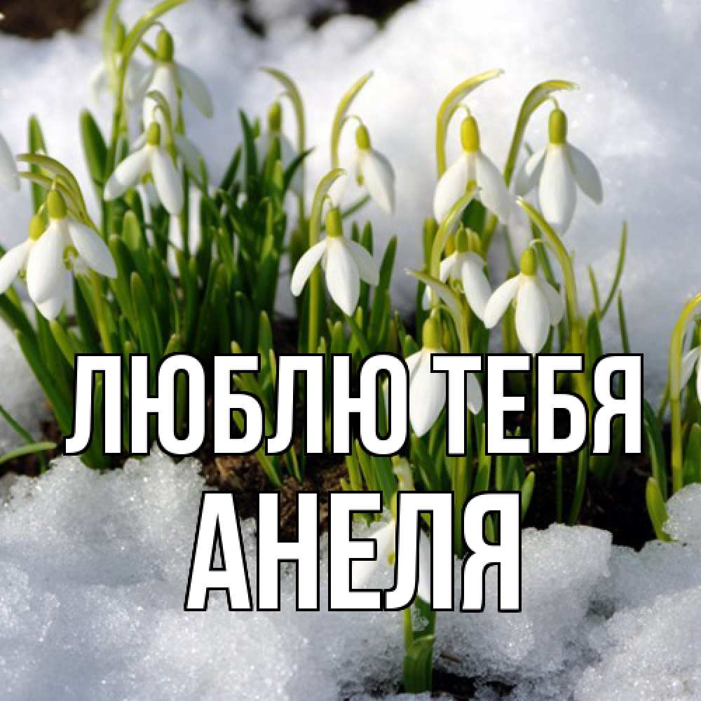 Открытка на каждый день с именем, Анеля Люблю тебя цветы весенние Прикольная открытка с пожеланием онлайн скачать бесплатно 