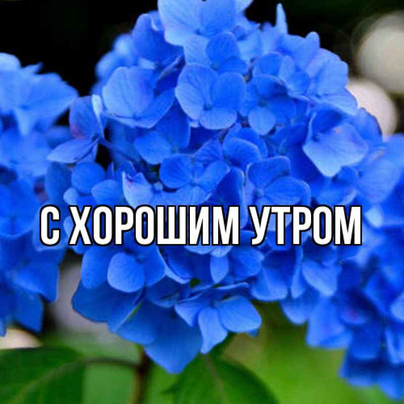 Картинка Люблю тебя, Иван