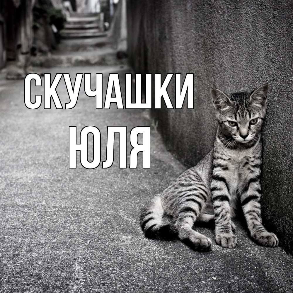 Открытка на каждый день с именем, Юля Скучашки одиноко котику Прикольная открытка с пожеланием онлайн скачать бесплатно 