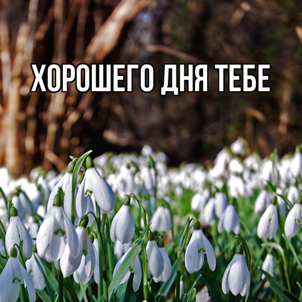 Открытка на каждый день с именем, Гастон Люблю тебя с подснежниками 1 Прикольная открытка с пожеланием онлайн скачать бесплатно 