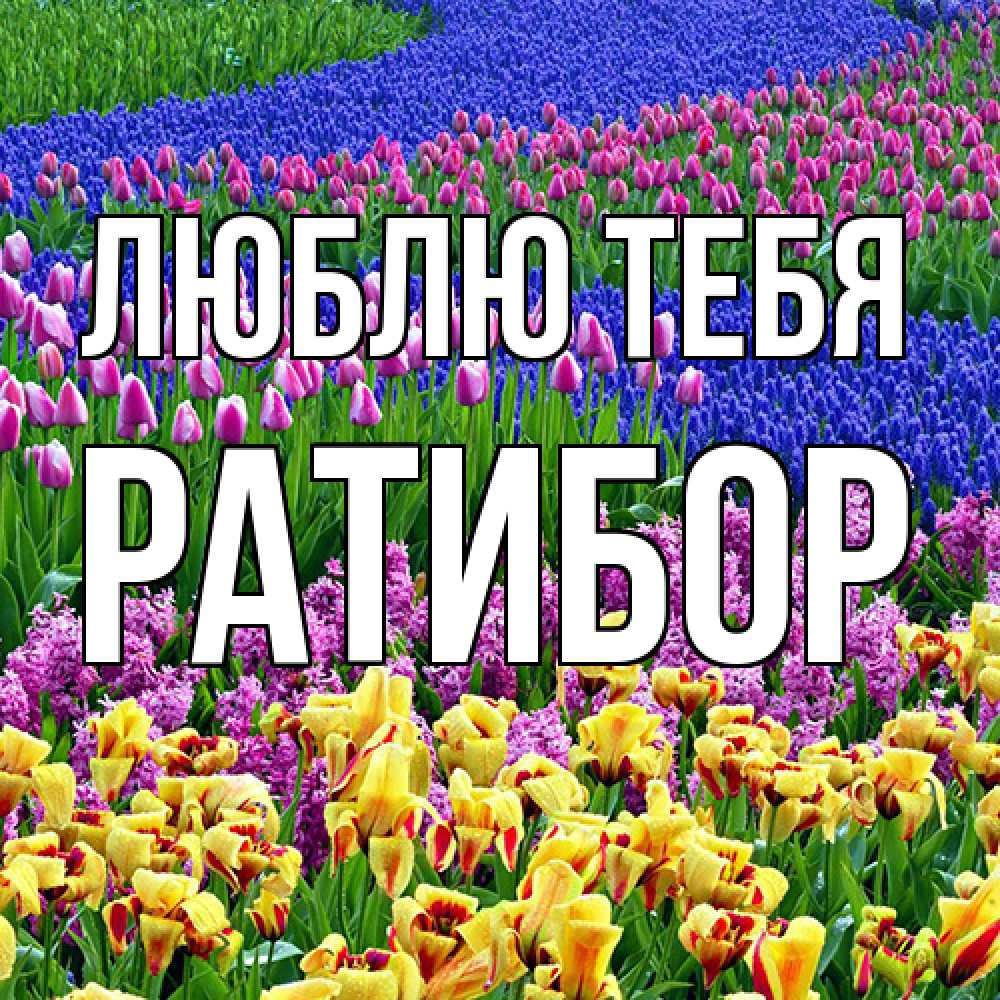 Открытка на каждый день с именем, Ратибор Люблю тебя цветы Прикольная открытка с пожеланием онлайн скачать бесплатно 