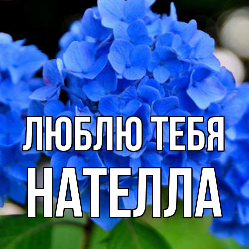 Открытка на каждый день с именем, Нателла Люблю тебя синие цветы Прикольная открытка с пожеланием онлайн скачать бесплатно 