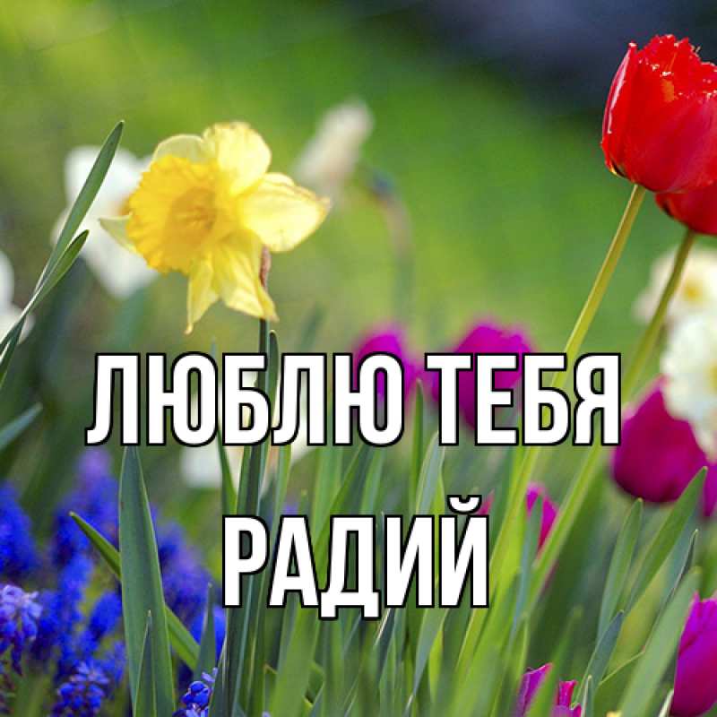 Картинка Люблю тебя, Радий
