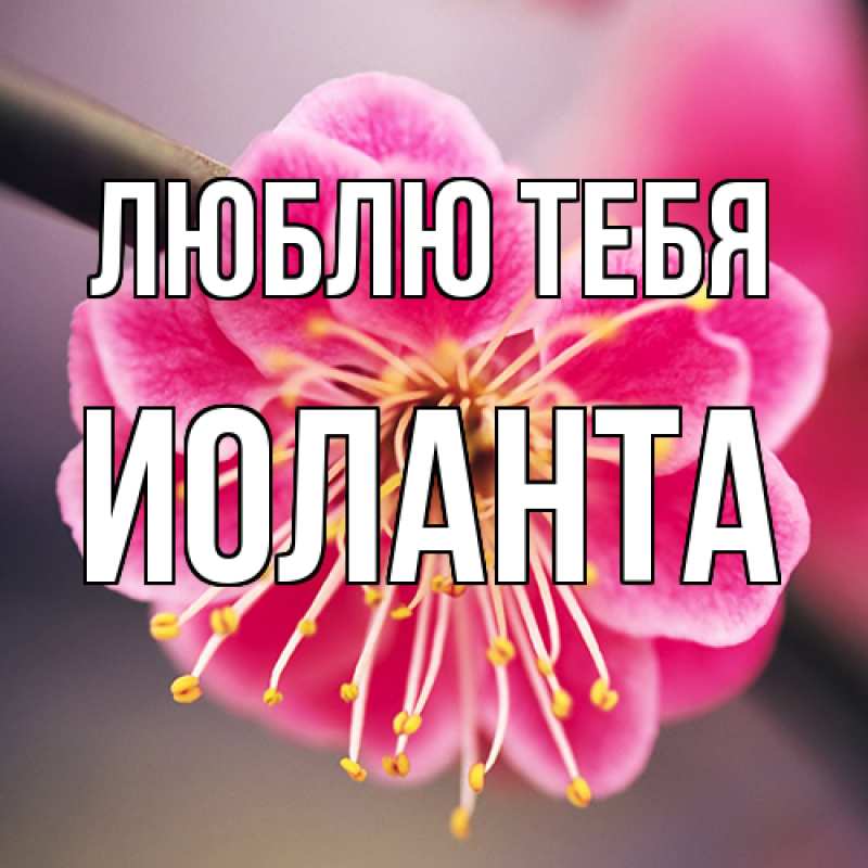 Картинка Люблю тебя, Иоланта