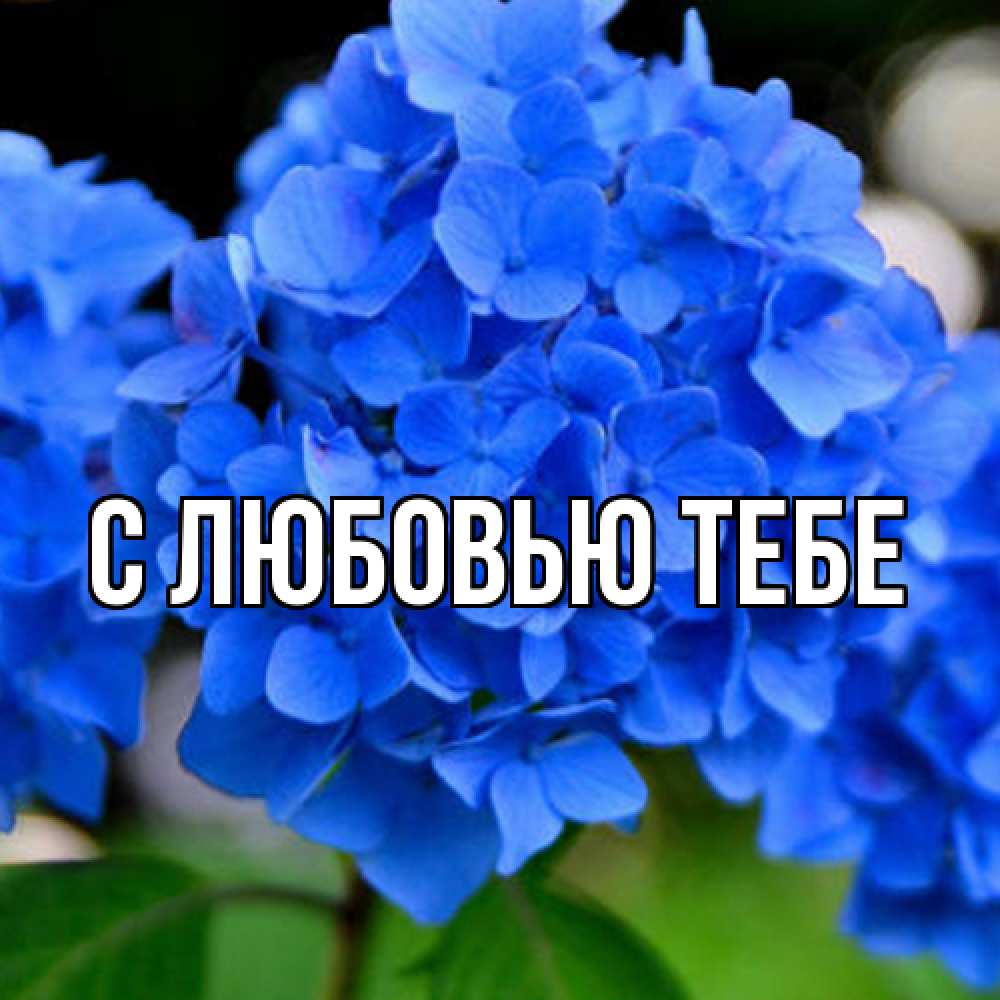 Открытка на каждый день с именем, Аза Люблю тебя синие цветы Прикольная открытка с пожеланием онлайн скачать бесплатно 