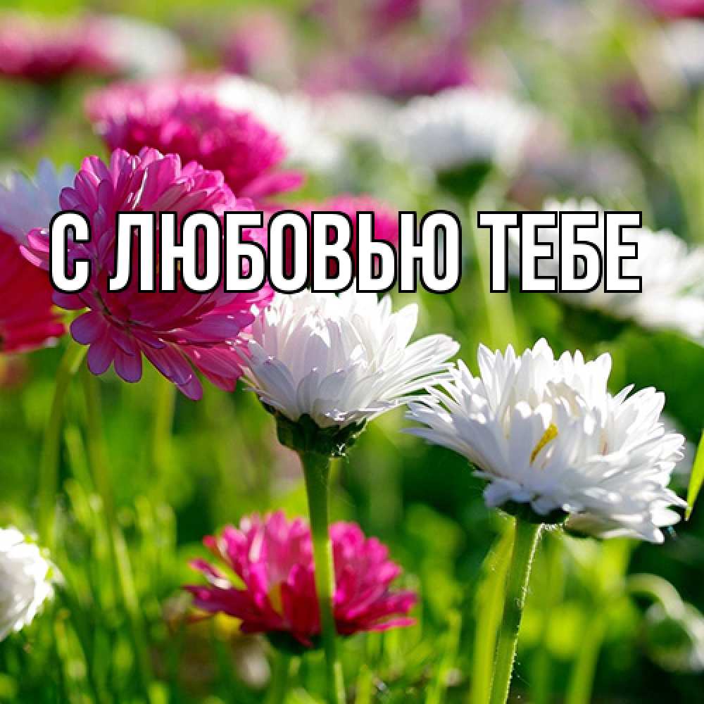 Открытка на каждый день с именем, Аза Люблю тебя международный женский день 1 Прикольная открытка с пожеланием онлайн скачать бесплатно 