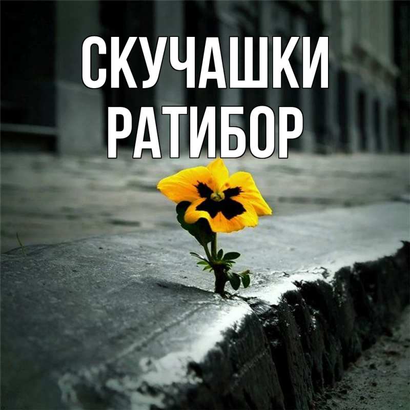 Картинка Скучашки, Ратибор