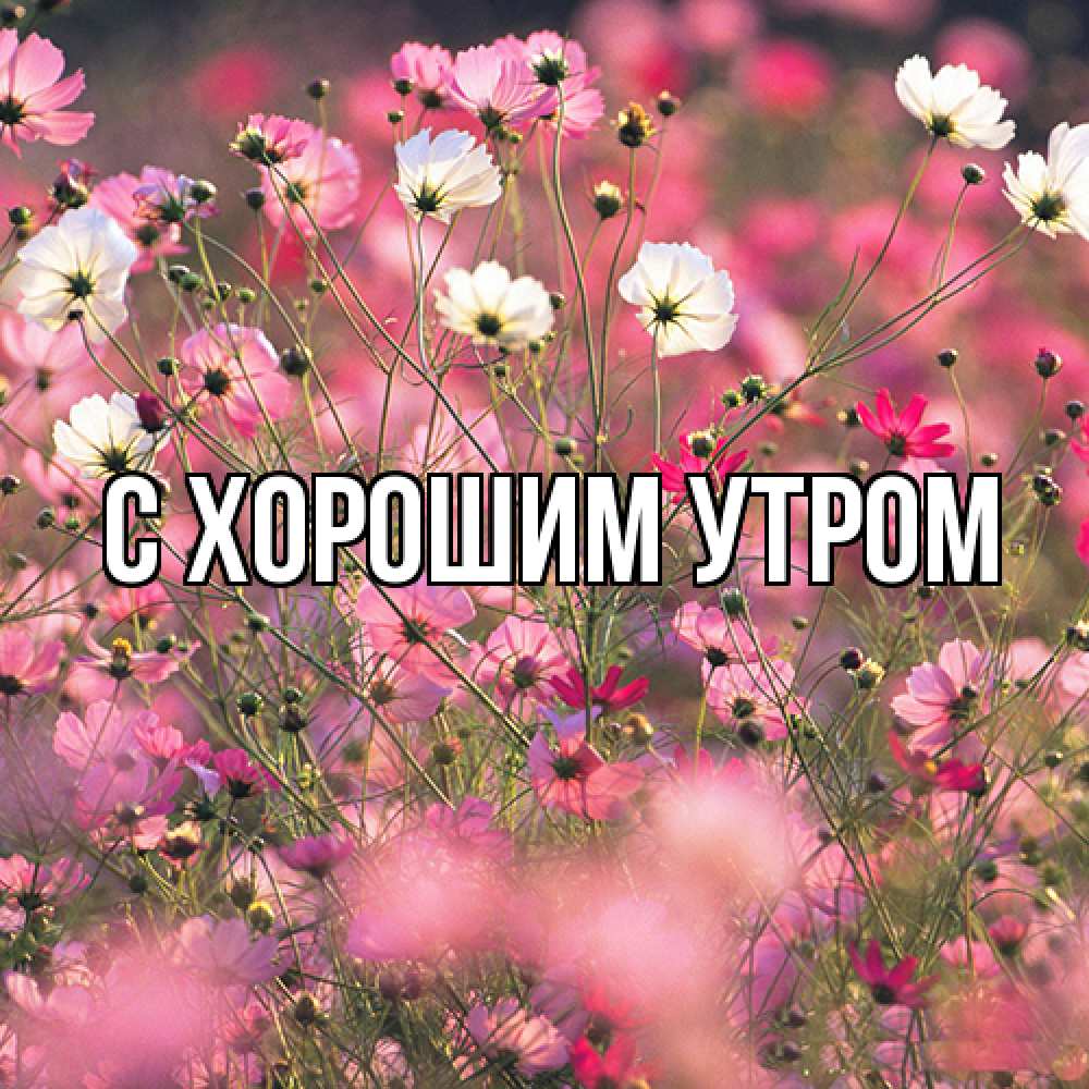 Открытка на каждый день с именем, Иван Люблю тебя красиво 1 Прикольная открытка с пожеланием онлайн скачать бесплатно 