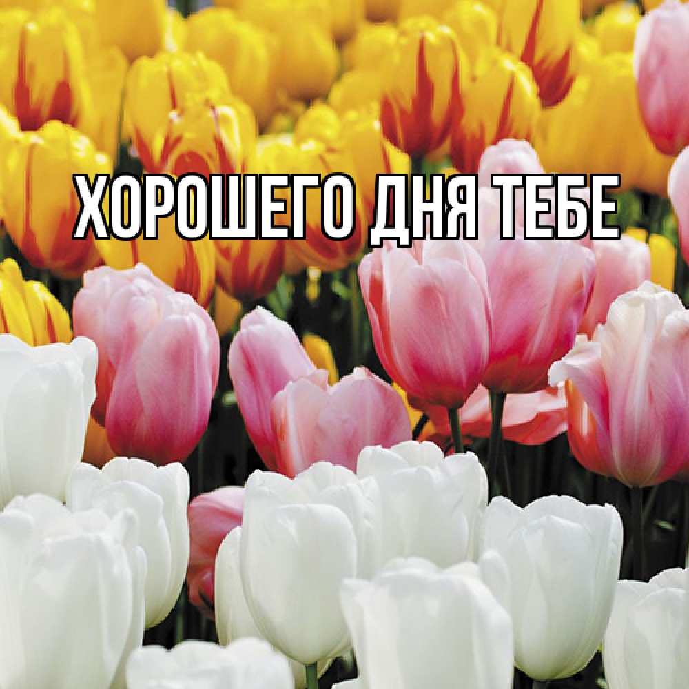 Открытка на каждый день с именем, Гастон Люблю тебя разноцветные цветы Прикольная открытка с пожеланием онлайн скачать бесплатно 