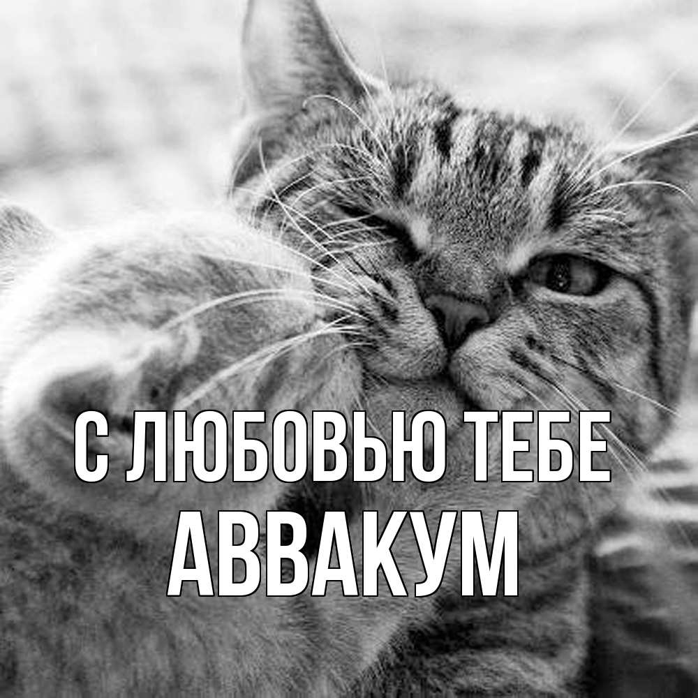 Открытка на каждый день с именем, Аввакум С любовью тебе коты Прикольная открытка с пожеланием онлайн скачать бесплатно 