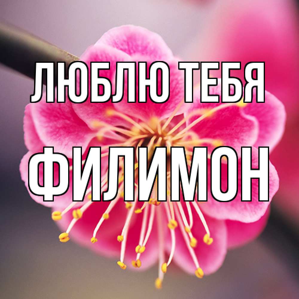 Открытка на каждый день с именем, Филимон Люблю тебя цветы Прикольная открытка с пожеланием онлайн скачать бесплатно 