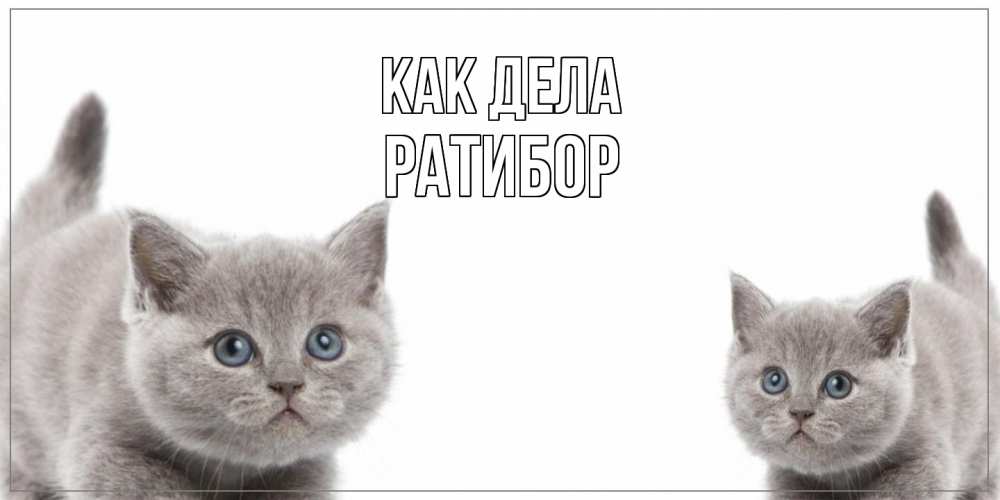 Открытка на каждый день с именем, Ратибор Как дела коты Прикольная открытка с пожеланием онлайн скачать бесплатно 