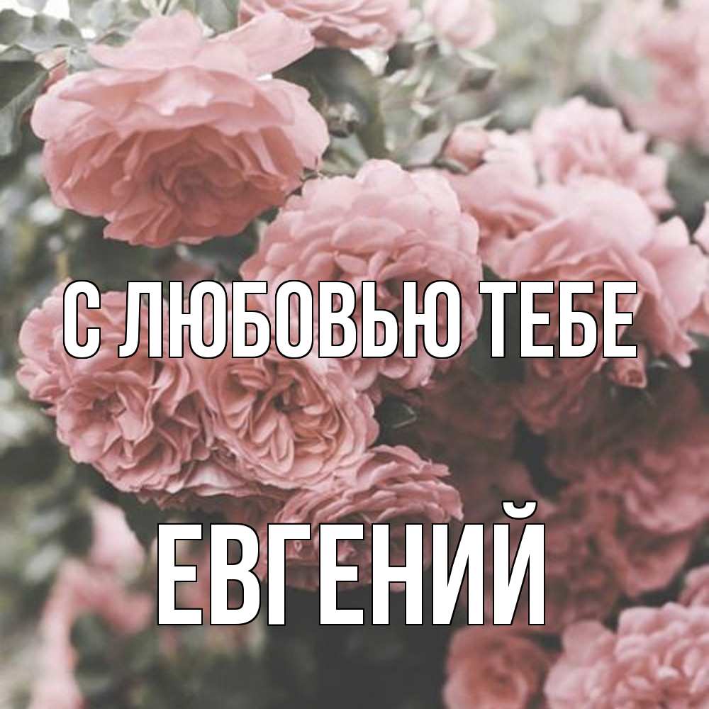Открытка на каждый день с именем, Евгений С любовью тебе розы 3 Прикольная открытка с пожеланием онлайн скачать бесплатно 