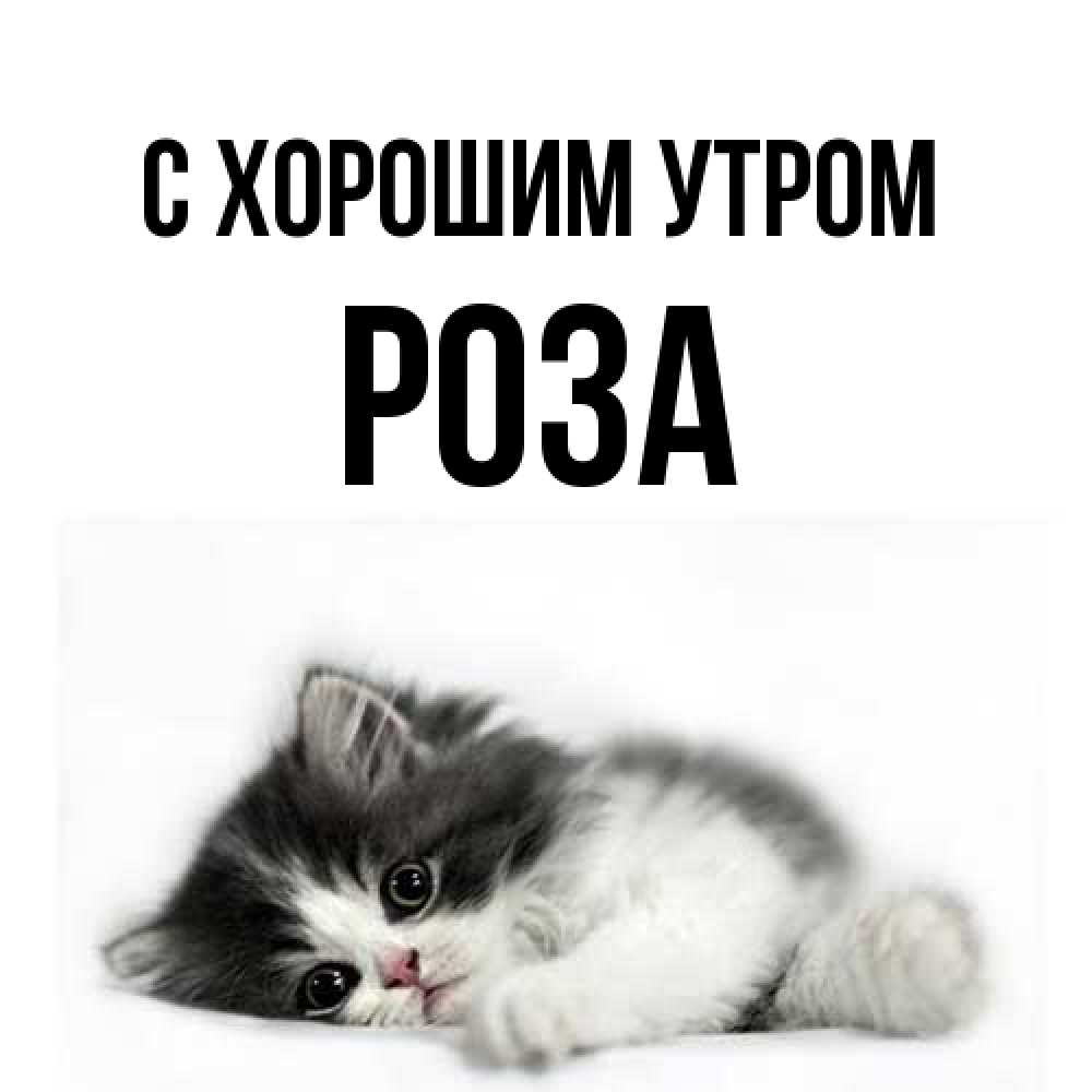 Открытка на каждый день с именем, Роза С хорошим утром кот лапки Прикольная открытка с пожеланием онлайн скачать бесплатно 