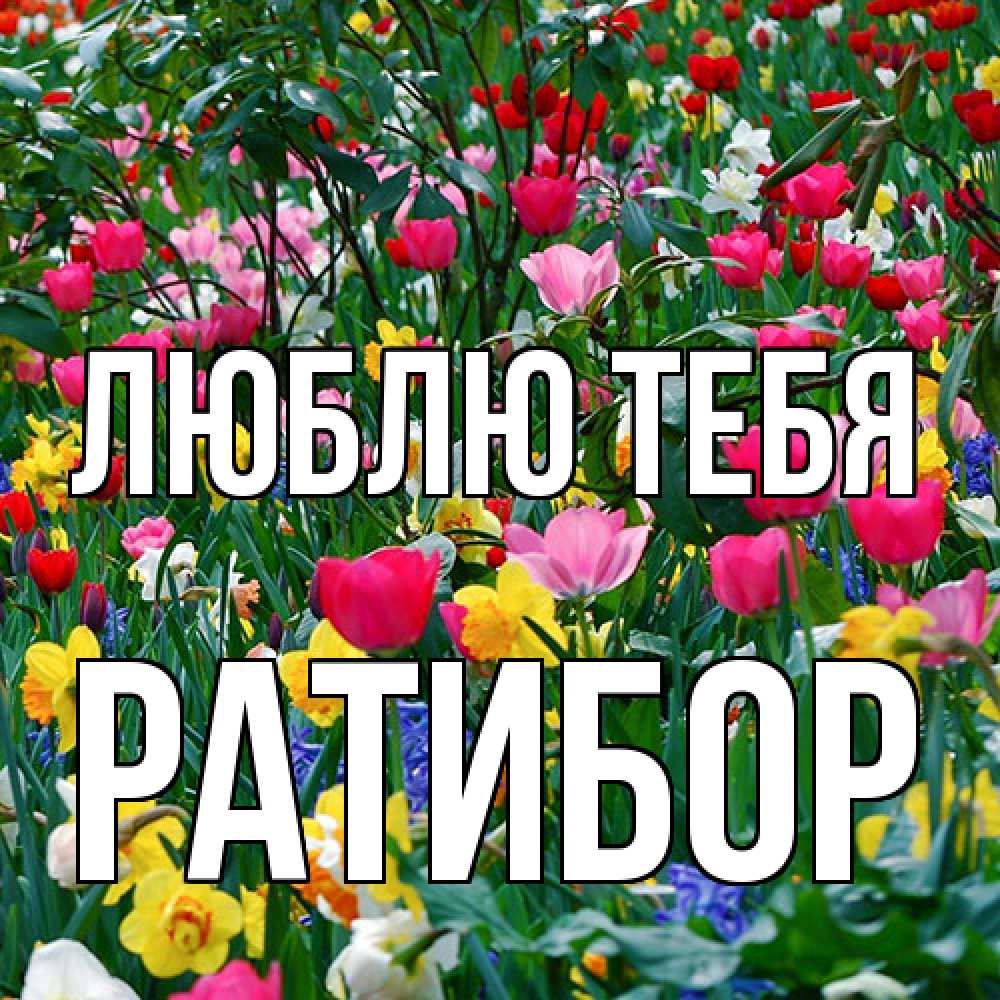 Открытка на каждый день с именем, Ратибор Люблю тебя с международным женским днем поздравления для женщины Прикольная открытка с пожеланием онлайн скачать бесплатно 