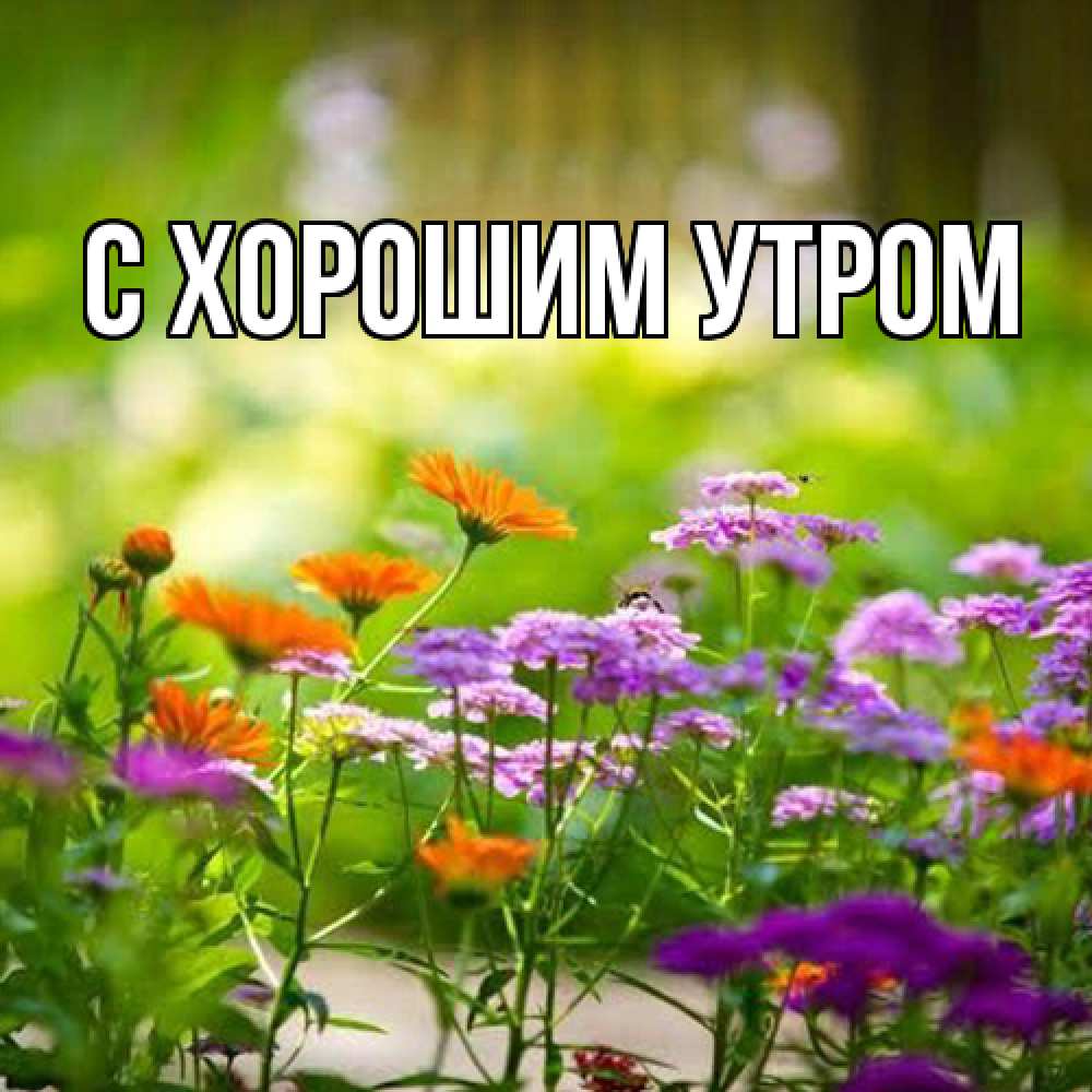 Открытка на каждый день с именем, Лида Люблю тебя цветы Прикольная открытка с пожеланием онлайн скачать бесплатно 