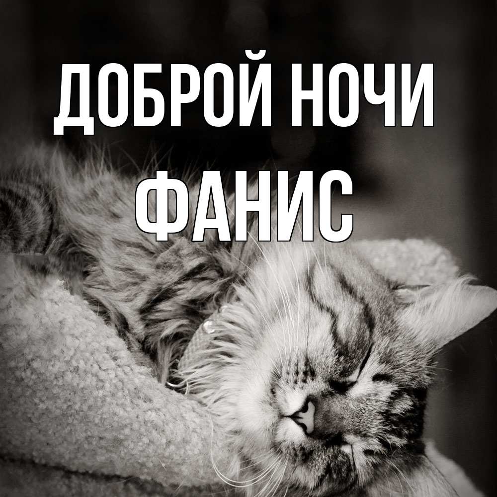 Открытка на каждый день с именем, Фанис Доброй ночи котярик пушистый Прикольная открытка с пожеланием онлайн скачать бесплатно 