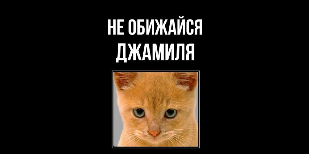 Открытка на каждый день с именем, Джамиля Не обижайся рыжий грустный кот просит прощения Прикольная открытка с пожеланием онлайн скачать бесплатно 